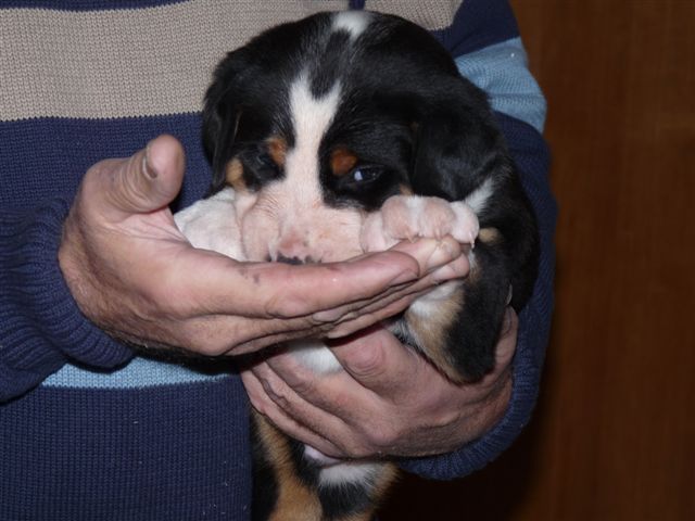 Landwirt Egon Kranz (Koblenz-Bubenheim) präsentiert den Berner Sennehund Welpen2 - Landwirt Egon Kranz (Koblenz-Bubenheim) präsentiert den Berner Sennehund Welpen2 -